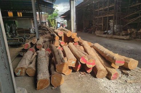 Premium Perhutani teak logs